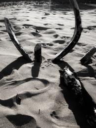 Drift Wood